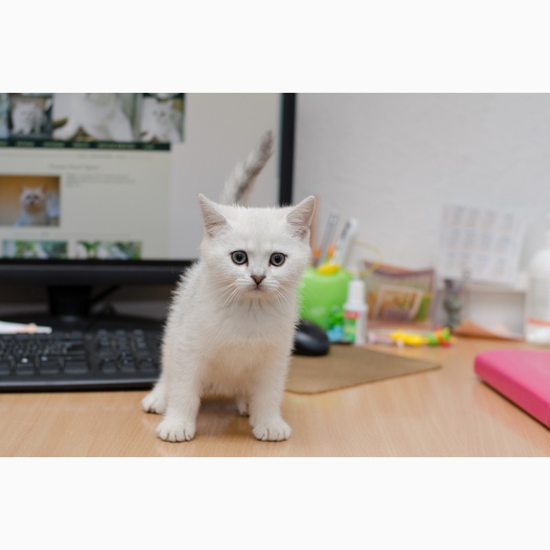 Фото 3. Британские серебристые котята от титулованных родителей