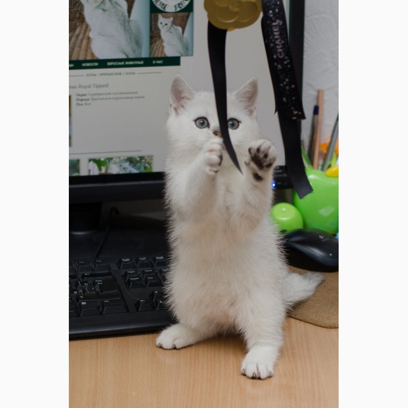 Фото 5. Британские серебристые котята от титулованных родителей