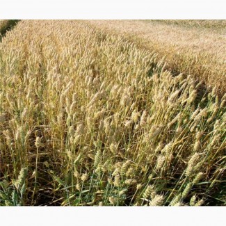 Продам насіння озимої пшениці сорт Колоніа (Франція)