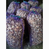 Продам (семена чеснока) насіння часника Любаша 1 репродукції