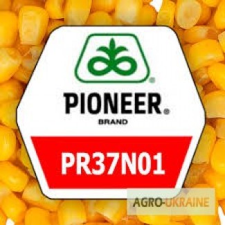 Кукурудза ПР37Н01 Pioneer посівний матеріал