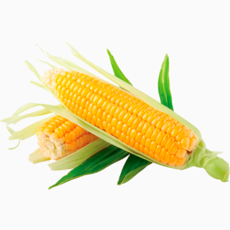 Закуповуємо у виробників кукурудзу