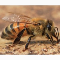Продам отводки, пчелосемьи