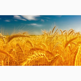 Семена пшеницы озимой Зира Элита, 80-100 ц/га