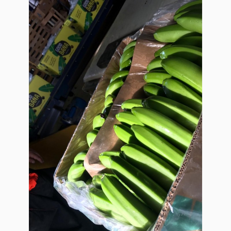 Фото 2. Предлагаем бананы из Эквадора и Коста Рика