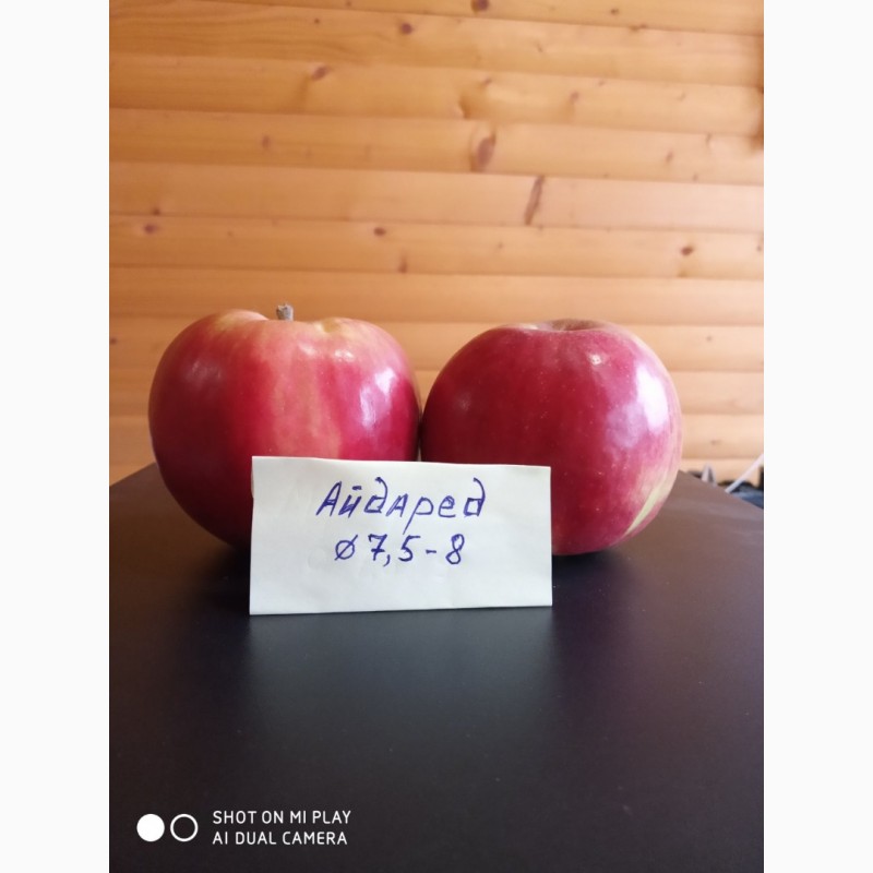 Фото 2. Продам якісні яблука з холодильника