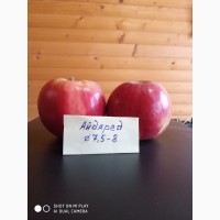 Продам якісні яблука з холодильника