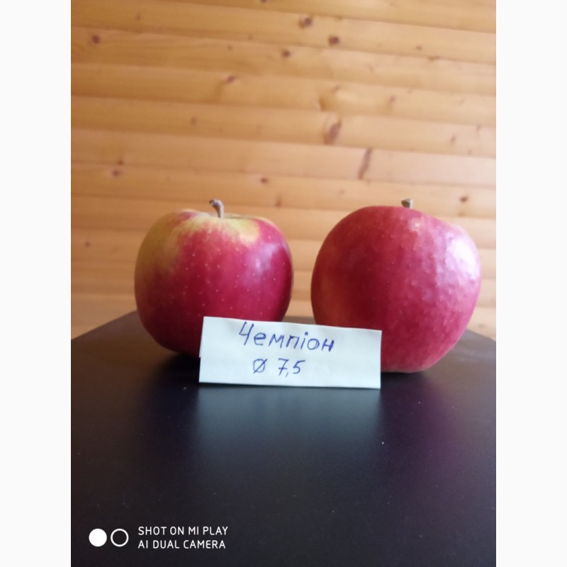 Фото 4. Продам якісні яблука з холодильника