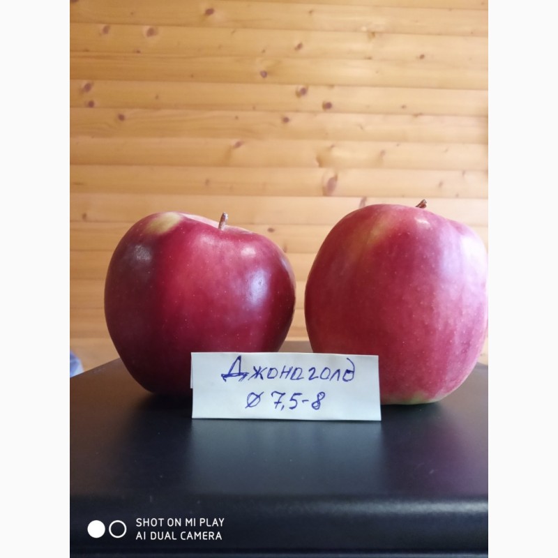Фото 5. Продам якісні яблука з холодильника