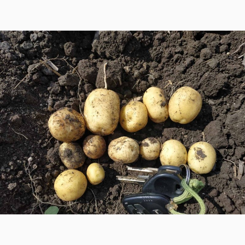 Фото 4. Реалізовуємо картоплю