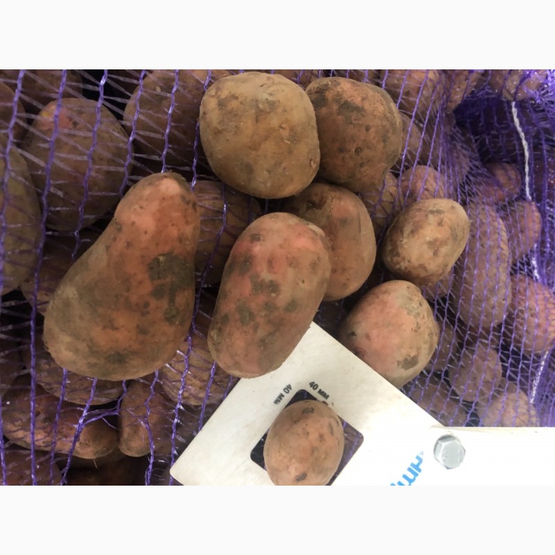 Фото 5. Продам продовольственный картофель сорт вектор