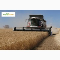 Озимая пшеница Нива Одесская, семена (Элита ) урожай 2021 г