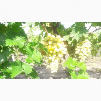 Продам белый виноград на вино, Болград