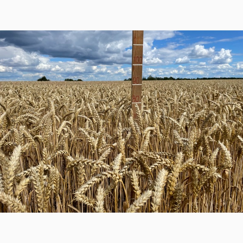 Фото 3. Пшениця м#039;яка озима Легенда білоцерківська, еліта