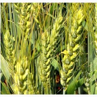 Пшениця м#039;яка озима Легенда білоцерківська, еліта