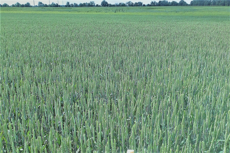 Фото 2. Пшениця м#039;яка озима Легенда білоцерківська, еліта