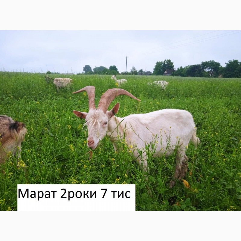 Фото 3. Продам зааненські кози з документами, дешево, можлива доставка