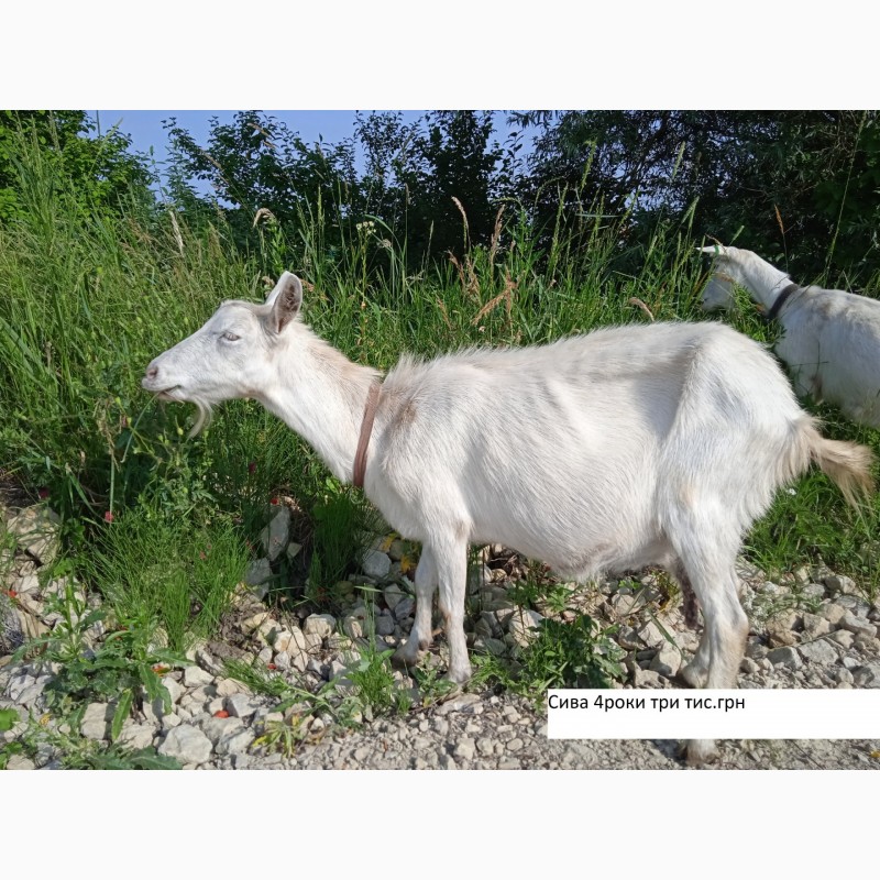 Фото 7. Продам зааненські кози з документами, дешево, можлива доставка