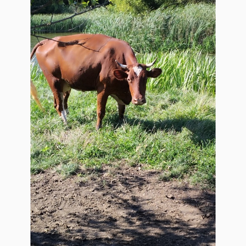 Фото 11. Продам калину корову