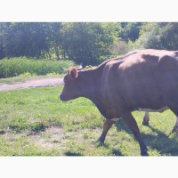 Продам калину корову