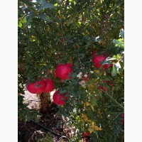 Wholesale Quality Pomegranate