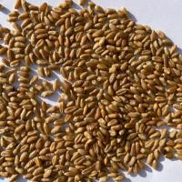 Продам пшеницю фураж 1000 тонн, Сумська область