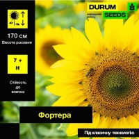Насіння. Соняшник Fortera / Фортера (Durum Seeds)
