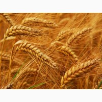 Продам пшеницю фураж 1000 тонн, Житомирська область