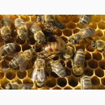Пчелосемьи, пчёлы