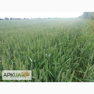 Продам насіння пшениці ROTAX, FLANZ, BAMBERKA