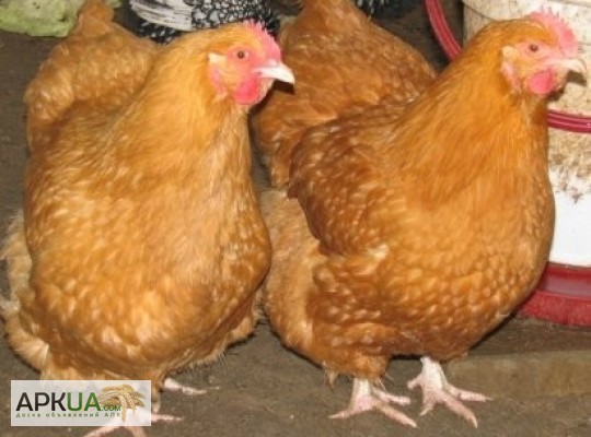 Фото 3. Яйця інкубаційні м ясо-яєчних курей Ред Бро Угорщина імпорт