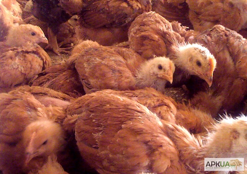 Фото 4. Яйця інкубаційні м ясо-яєчних курей Ред Бро Угорщина імпорт