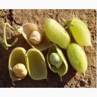 Продаем высококачественные семена нута Иордан