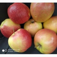 Продам яблука з холодильника, високої якості, різних сортів