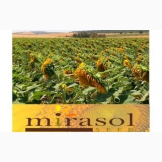 Соняшник компанії Mirasol Seed (Іспания)