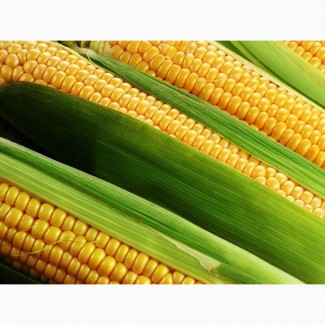 Гербіцид для кукурудзи