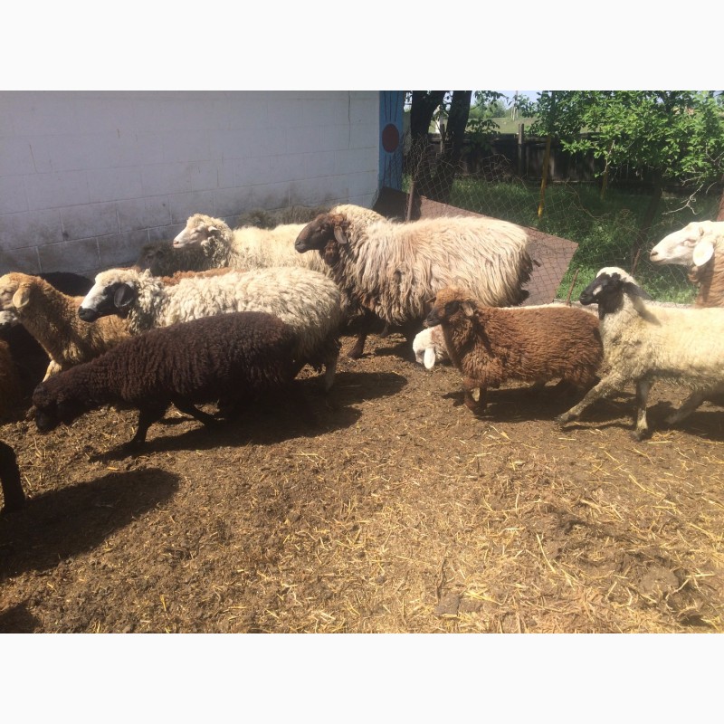 Фото 10. Продам :баранов, овец, маток, ягнят, по всем вопросам по телефону