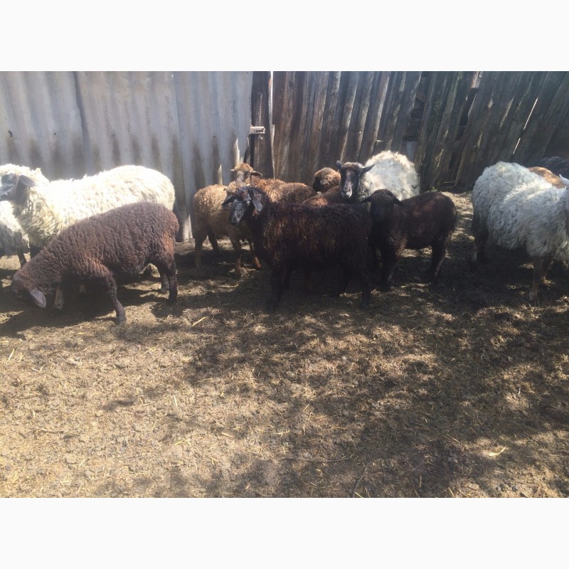 Фото 12. Продам :баранов, овец, маток, ягнят, по всем вопросам по телефону