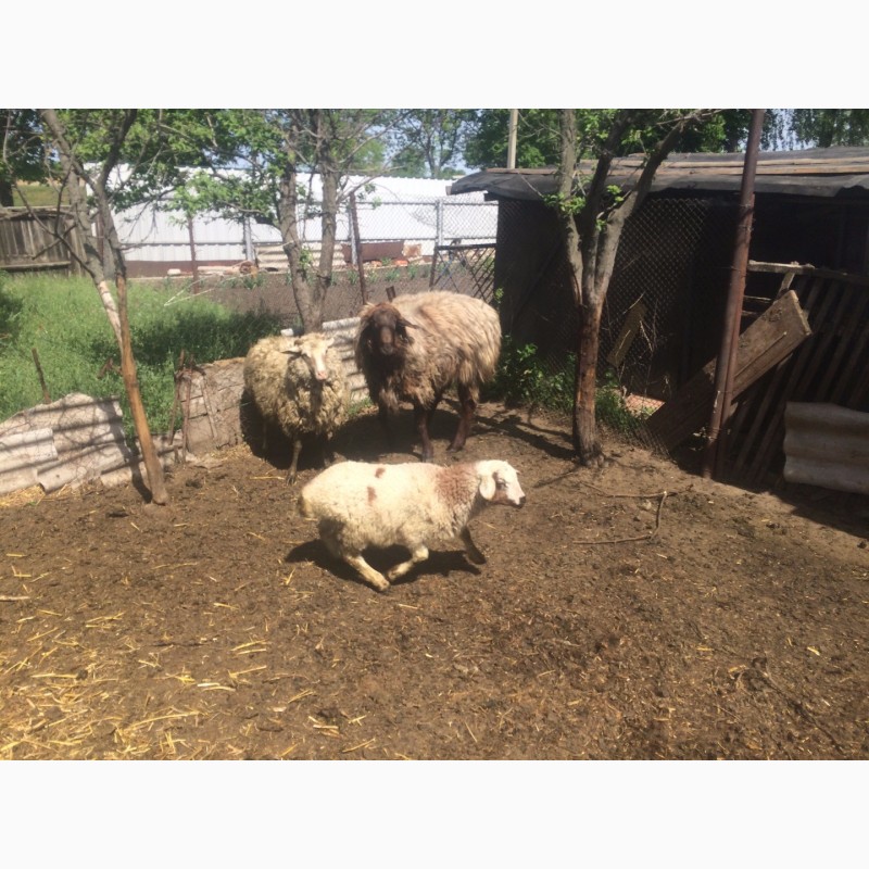 Фото 13. Продам :баранов, овец, маток, ягнят, по всем вопросам по телефону