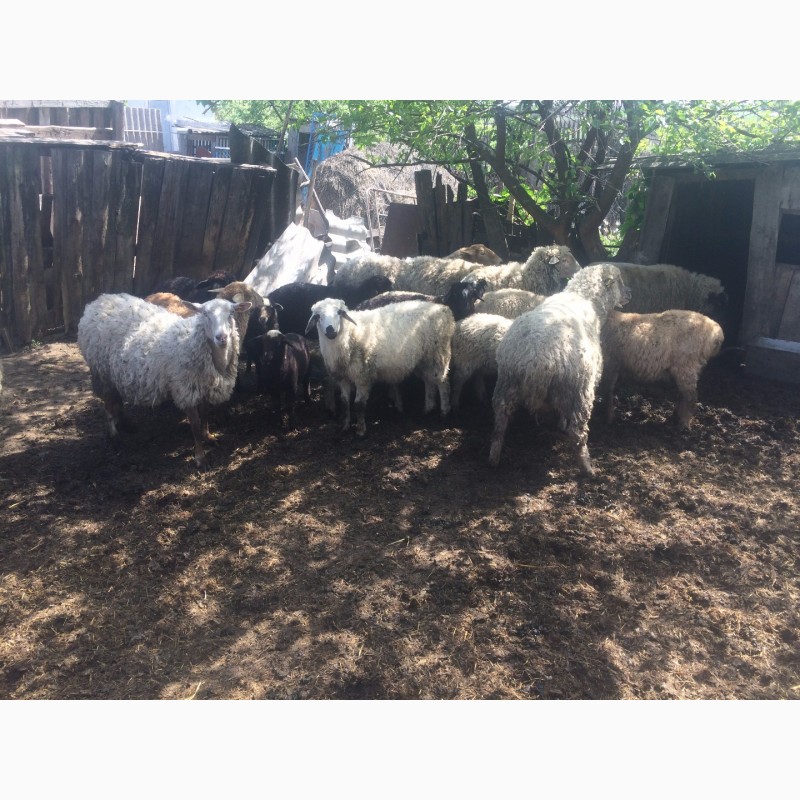 Фото 14. Продам :баранов, овец, маток, ягнят, по всем вопросам по телефону