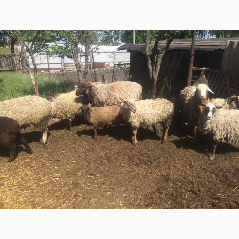 Фото 15. Продам :баранов, овец, маток, ягнят, по всем вопросам по телефону