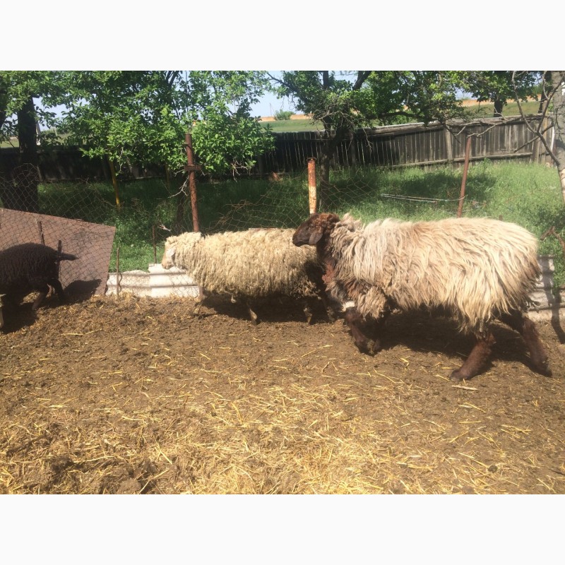 Фото 16. Продам :баранов, овец, маток, ягнят, по всем вопросам по телефону