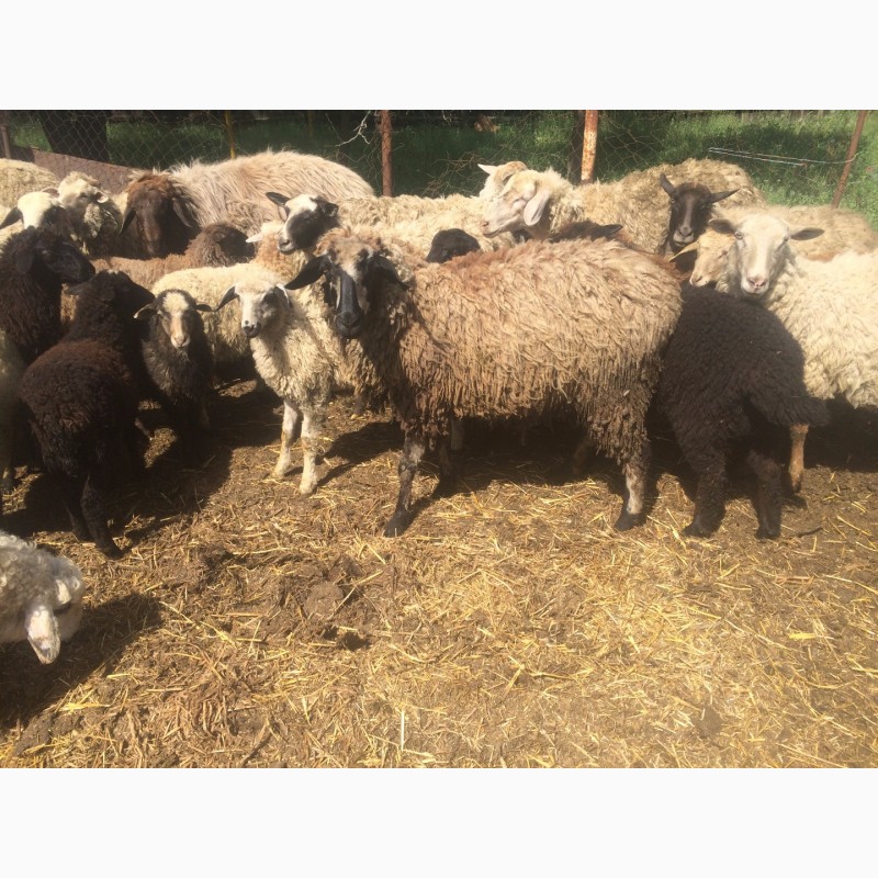 Фото 17. Продам :баранов, овец, маток, ягнят, по всем вопросам по телефону