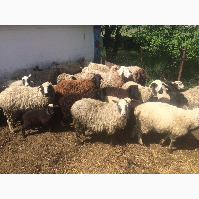 Фото 18. Продам :баранов, овец, маток, ягнят, по всем вопросам по телефону