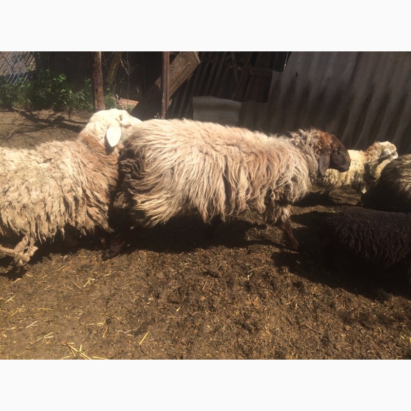 Фото 19. Продам :баранов, овец, маток, ягнят, по всем вопросам по телефону
