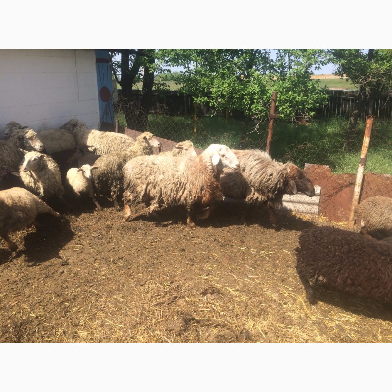 Фото 20. Продам :баранов, овец, маток, ягнят, по всем вопросам по телефону