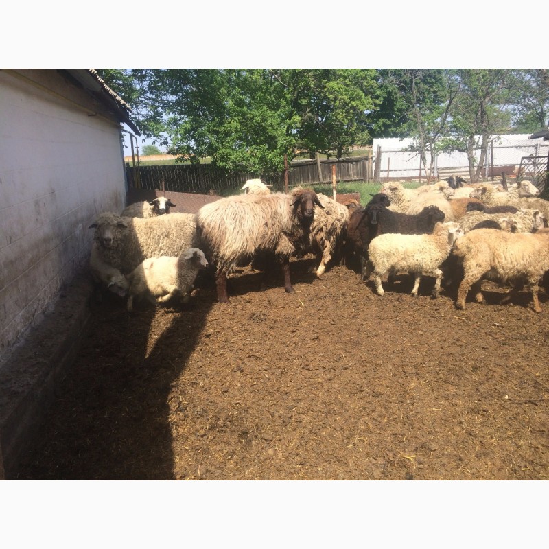 Фото 3. Продам :баранов, овец, маток, ягнят, по всем вопросам по телефону