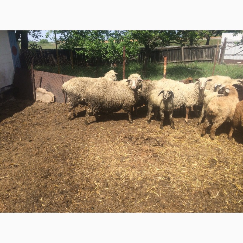 Фото 6. Продам :баранов, овец, маток, ягнят, по всем вопросам по телефону