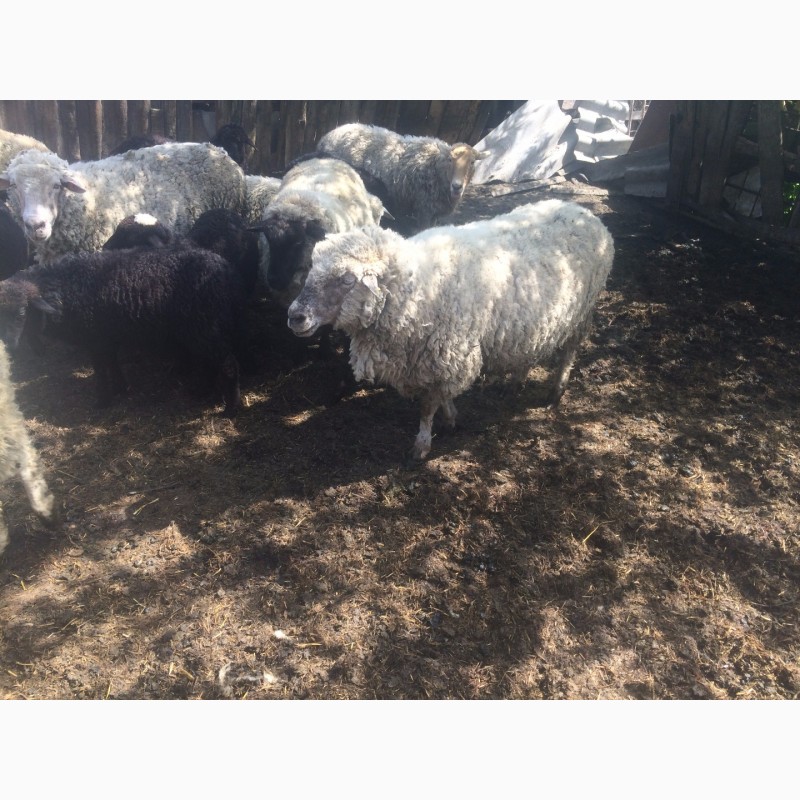 Фото 7. Продам :баранов, овец, маток, ягнят, по всем вопросам по телефону