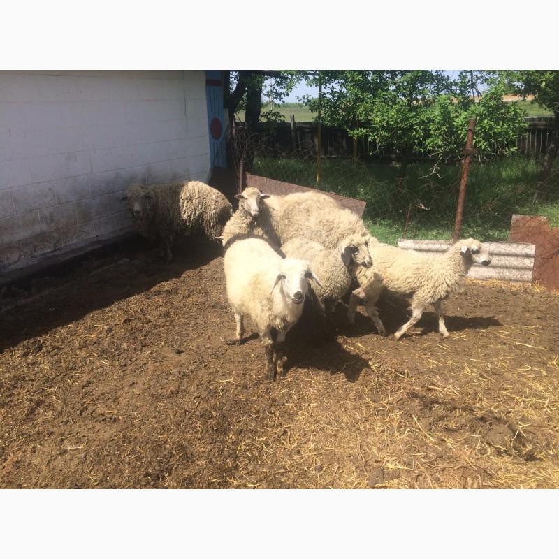 Фото 9. Продам :баранов, овец, маток, ягнят, по всем вопросам по телефону